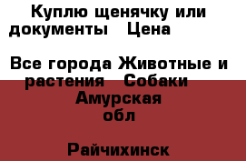 Куплю щенячку или документы › Цена ­ 3 000 - Все города Животные и растения » Собаки   . Амурская обл.,Райчихинск г.